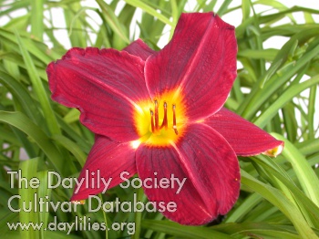 Daylily Great Hunter